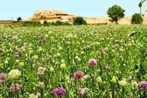 آشنایی با یک تمدن عجیب 7000 ساله آشنایی با یک تمدن عجیب 7000 ساله