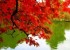 شگردهای عکاسی در فصل پاییز!!
