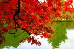 شگردهای عکاسی در فصل پاییز!! شگردهای عکاسی در فصل پاییز!!