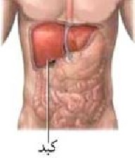 عوامل ابتلا به کبد چرب چیست