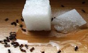 راه های دفع مورچه ها از خانه راه های دفع مورچه ها از خانه