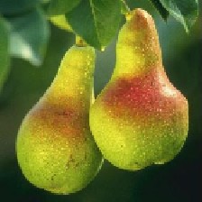 خواص گلابی