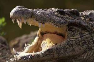 حمله مرگبار یک کروکودیل به کودک 12 ساله حمله مرگبار یک کروکودیل به کودک 12 ساله