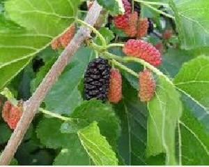 چرا خداوند به همه روزی یکسان نمی دهد