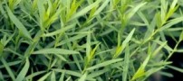 خواص دارویی ترخون/ پادشاه سبزیجات