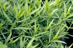 خواص دارویی ترخون/ پادشاه سبزیجات خواص دارویی ترخون/ پادشاه سبزیجات
