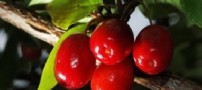 میوه ای برای از بین بردن چربی های شکم