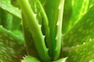 خواص آلوئه وار برای پوست و مو