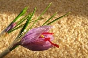 گیاهی ایرانی محافظ بینایی شما!