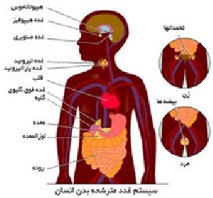 غددهای ریز بدن غددهای ریز بدن