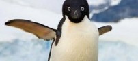 علت علمی پرواز نکردن پنگوئن ها!