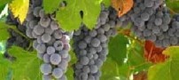 درمان ضعف بدن