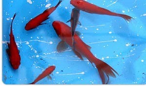 بیماریهای محیطی از طریق ماهی قرمز چیست