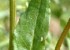 مقدار مجاز مصرف چای سبز در روز