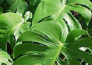 راهنمای مراقبت از گل برگ انجیری راهنمای مراقبت از گل برگ انجیری