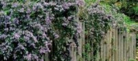 خواص روغن رز ماری