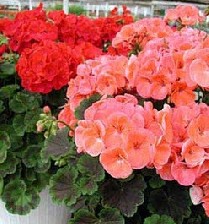راهنمای مراقبت از گل های شمعدانی