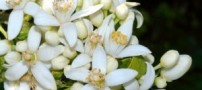 شربت خوش طعم و گوارا برای افراد بد خواب